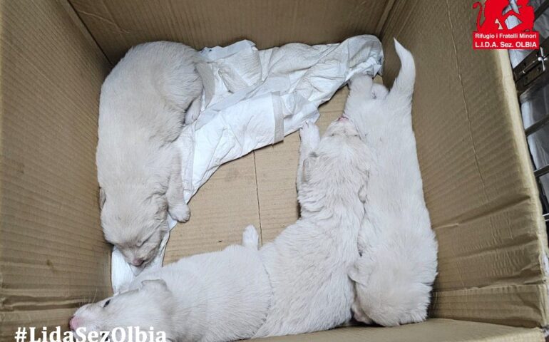cuccioli in adozione
