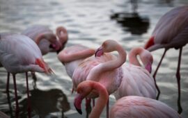 fenicotteri rosa