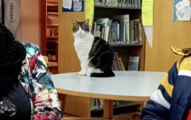 Sissi, la gatta mascotte della biblioteca comunale di Sorso