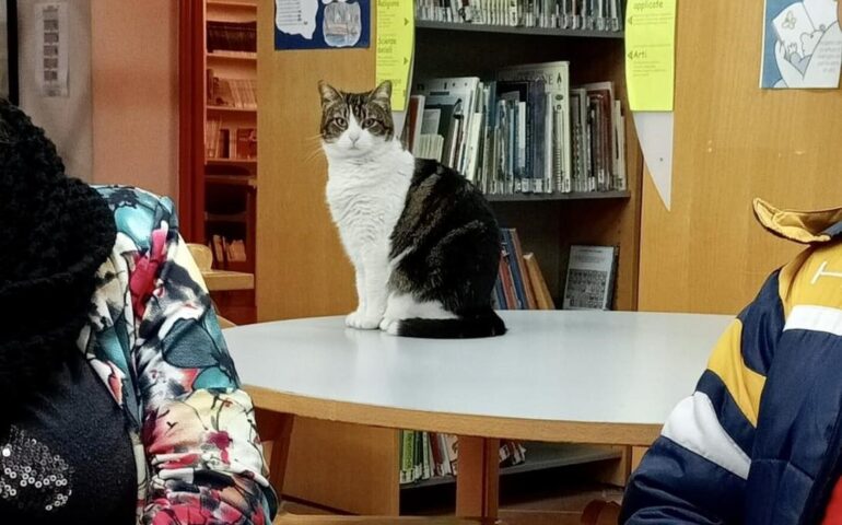 Sissi, la gatta mascotte della biblioteca comunale di Sorso