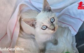 gatto in adozione