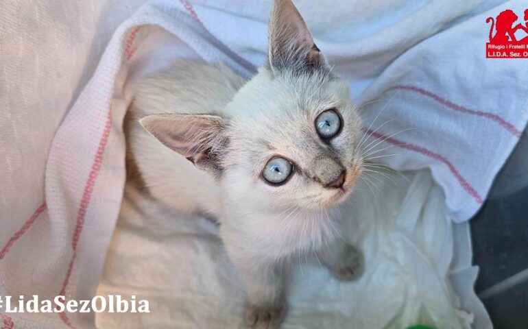 gatto in adozione