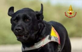 labrador asia