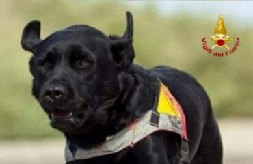 labrador asia