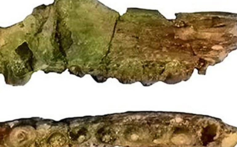 paleontologia di sardegna