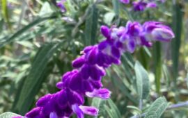 salvia all'Orto Botanico di Cagliari