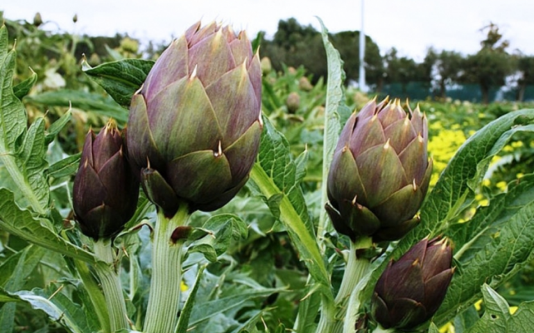 Un campo di carciofi