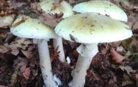 ammanita falloide, fungo velenoso