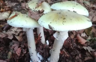 ammanita falloide, fungo velenoso