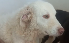cane anziano in adozione