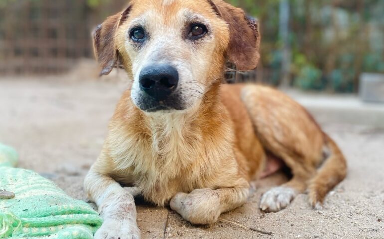 cane anziano in adozione in Sardegna