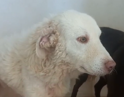 cane anziano in adozione