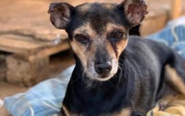 cane sardo in adozione