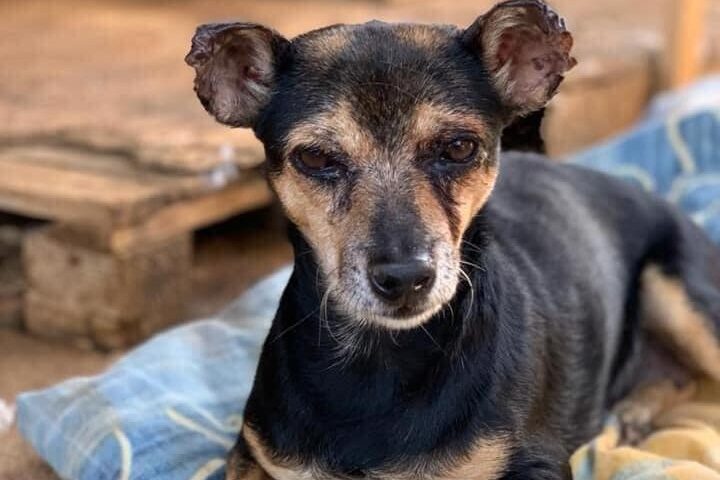 cane sardo in adozione