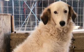 cane in adozione in Sardegna