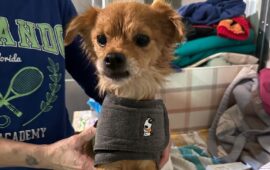 cane sardo in adozione