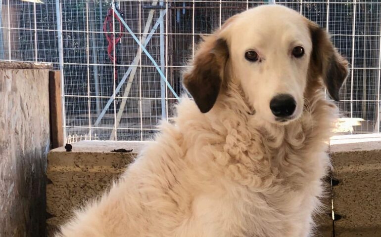 cane in adozione in Sardegna