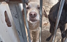 cane in adozione