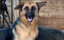 cane in adozione in Sardegna