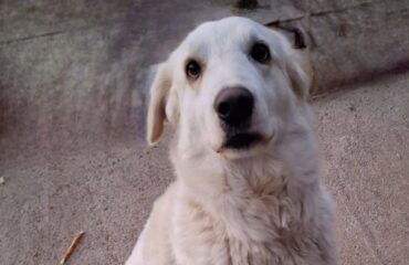 cane in adozione