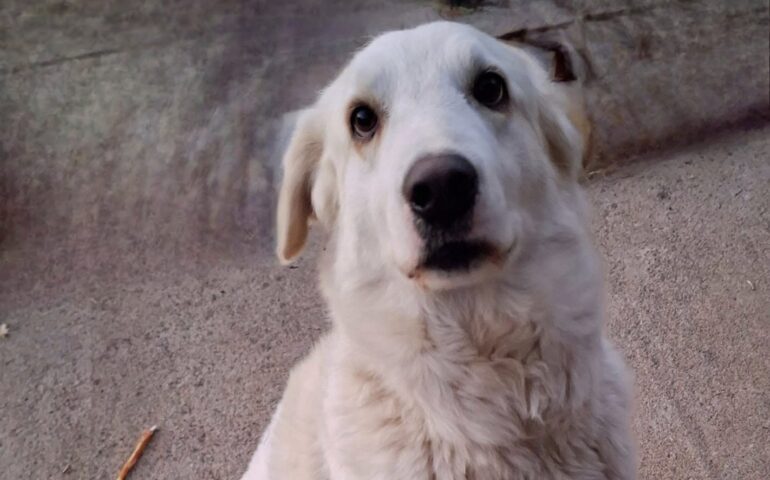 cane in adozione