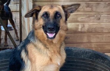 cane in adozione in Sardegna