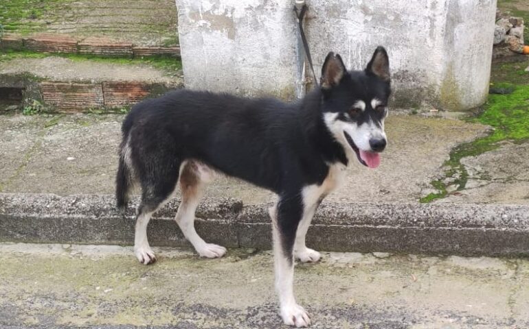 cane in adozione in sardegna
