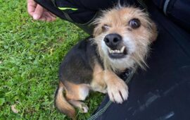 cane in adozione