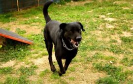 cane in adozione sardegna