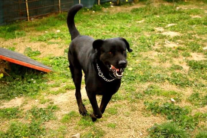 cane in adozione sardegna