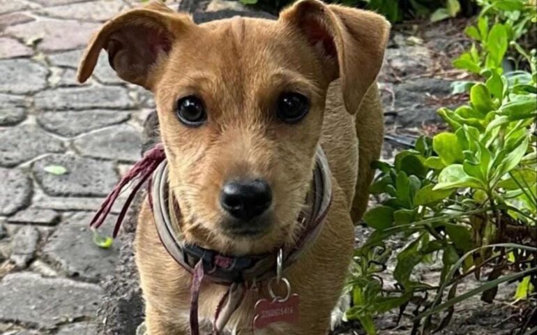 cane smarrito