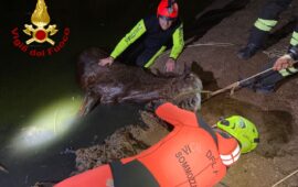 cavallo salvato dai vigili del fuoco