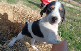 cuccioli in adozione in Sardegna