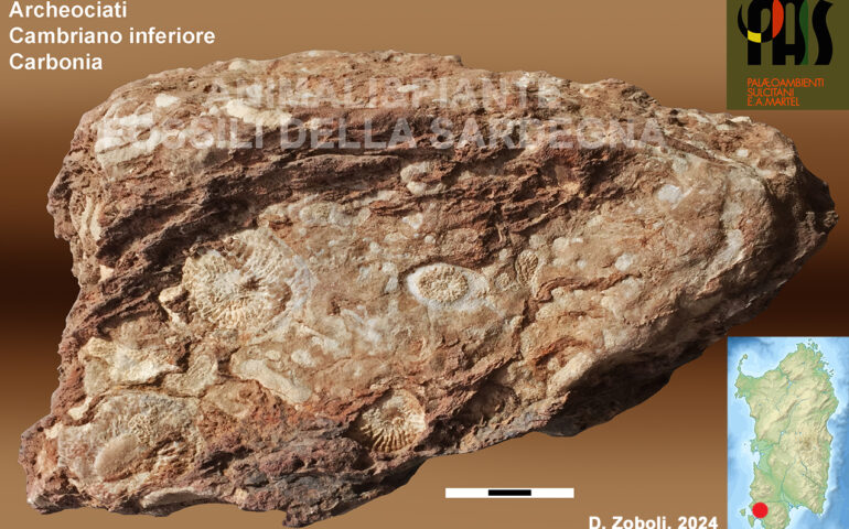 fossili a Carbonia