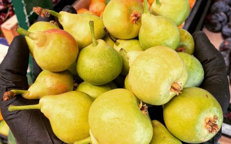 Pere camusine