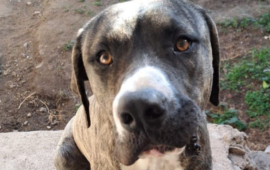 snoopy cane da adottare