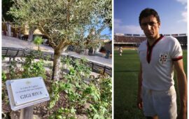 L'ulivo per Gigi Riva