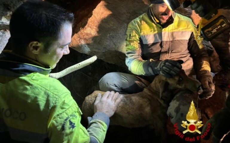 Il cane salvato dai Vigili del Fuoco