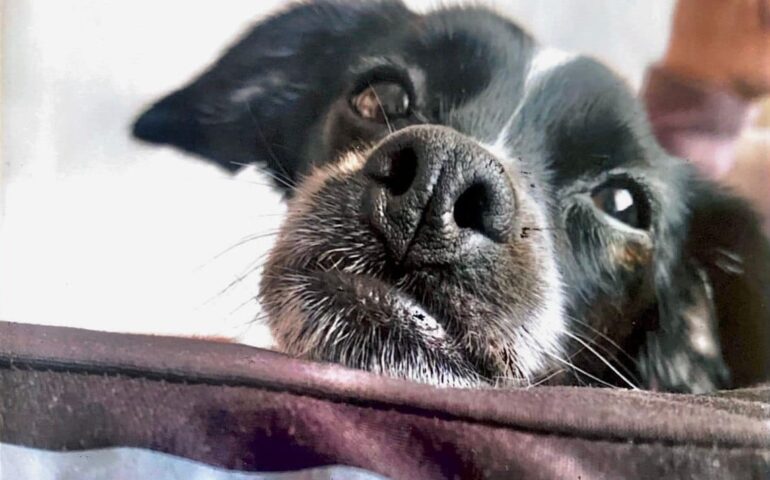 cagnolina sarda morta per lo spavento dei fuochi d'artificio