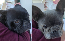 cagnoline razza french bulldog in adozione in sardegna