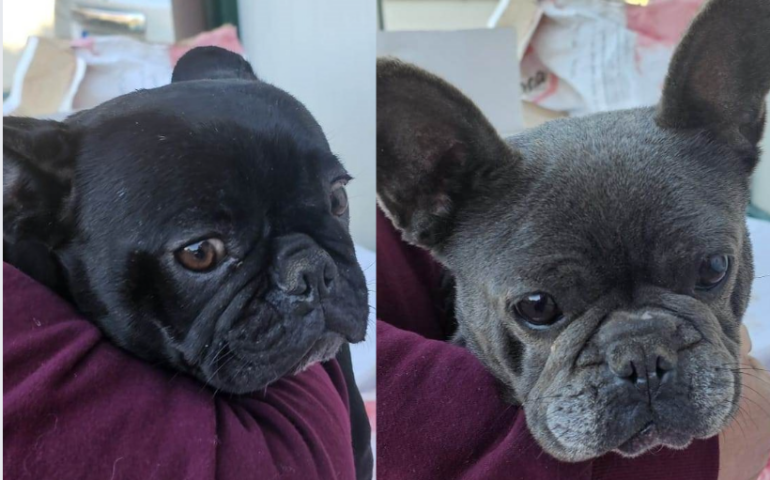 cagnoline razza french bulldog in adozione in sardegna