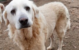 cane anziano in adozione