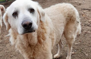 cane anziano in adozione