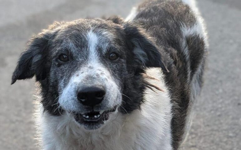 cane in sardegna
