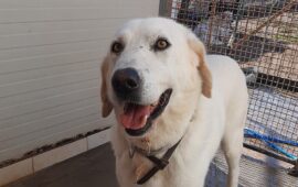 cane in adozione in sardegna