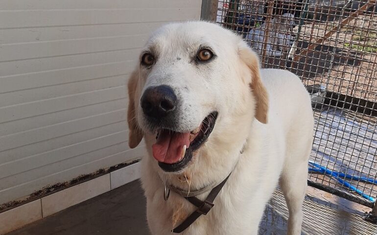 cane in adozione in sardegna