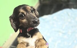 cane in adozione in sardegna