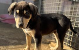 cane in adozione in sardegna