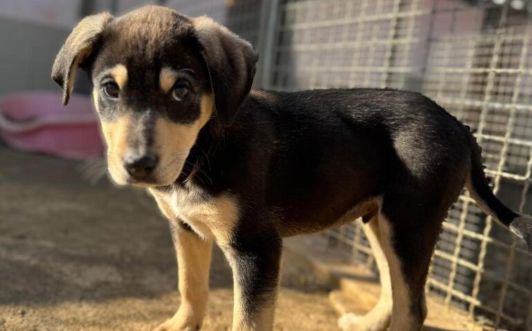 cane in adozione in sardegna
