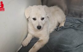 cane in adozione in sardegna